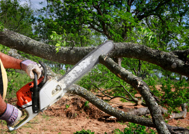 How Our Tree Care Process Works  in Youngsville, PA